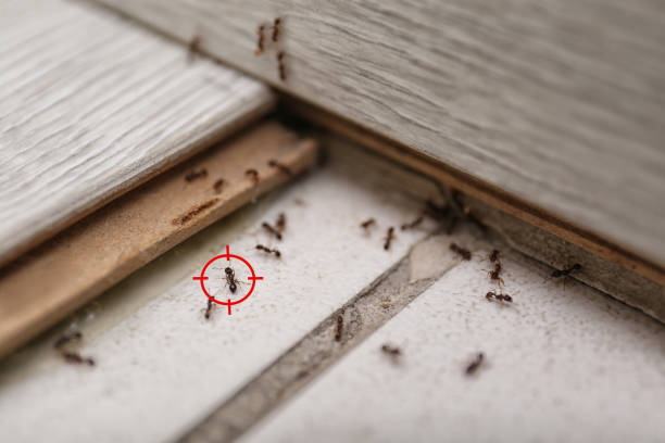 Best Pest Prevention Services  in West Brownsville, PA