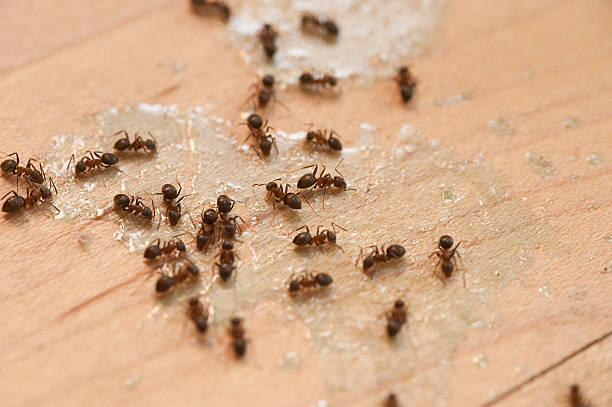 Best Cockroach Control Services  in West Brownsville, PA
